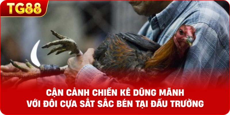 Cận cảnh chiến kê dũng mãnh với đôi cựa sắt sắc bén tại đấu trường